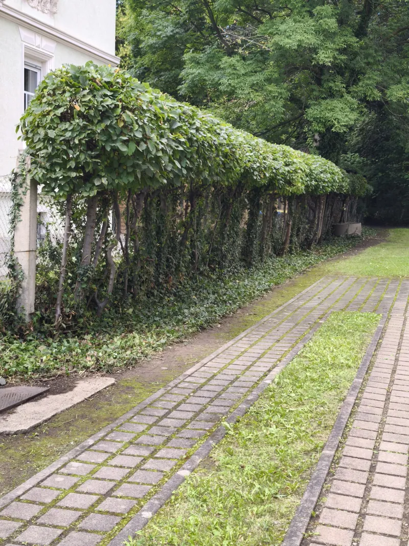 Gepflegter Laubengang neben einem Weg