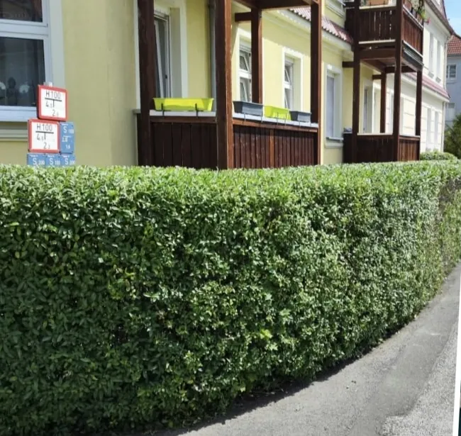 Lange, frisch geschnittene Hecke an einem Gehweg